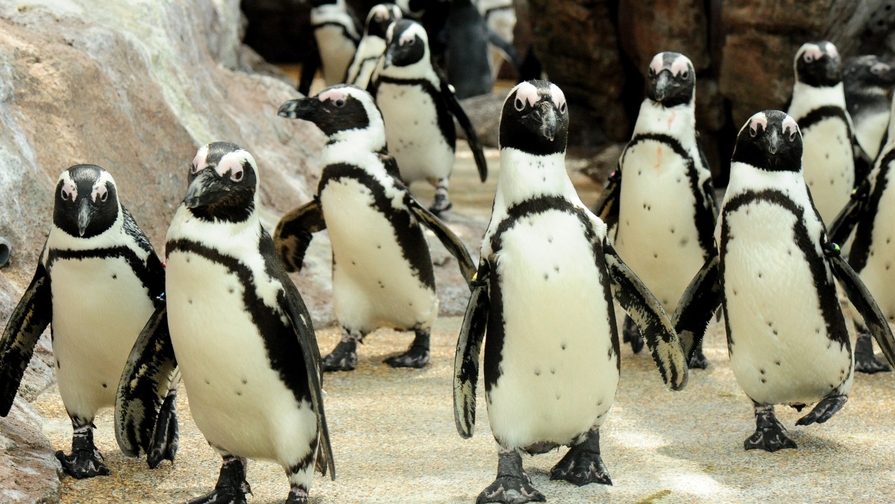 【京都水族館チケット付】旅の思い出にイルカやペンギンに会いに行こう＜食事なし＞